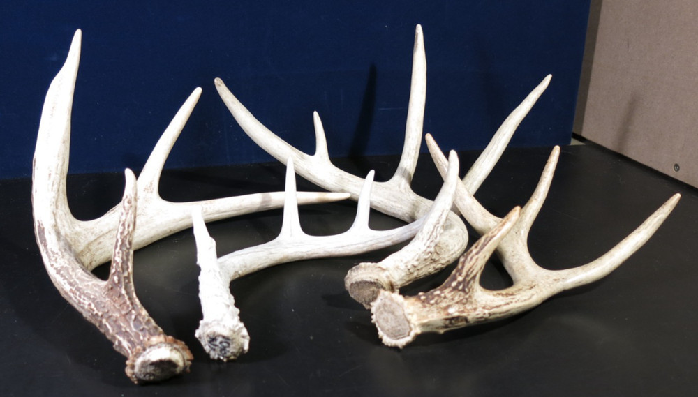 Assorted Deer Antlers