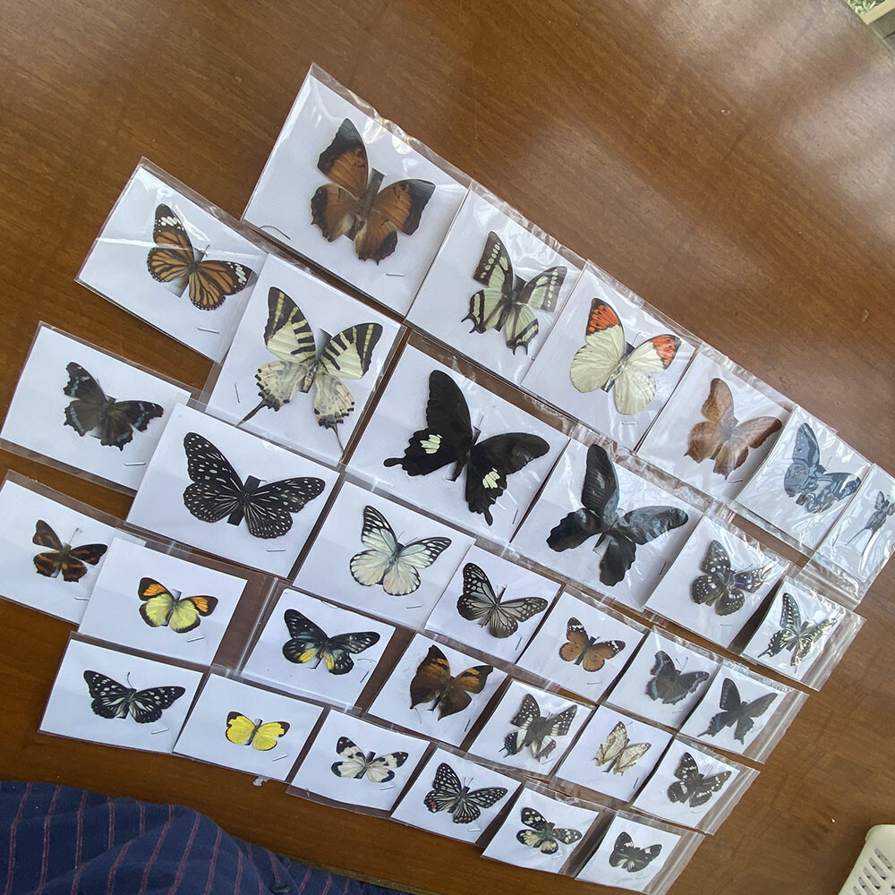 Rare 20-Piece Real Butterfly Specimens with Spread Wings, Each Unique