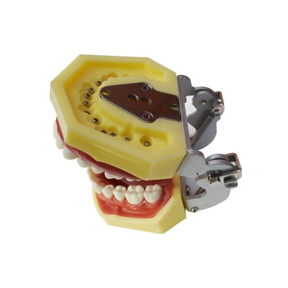 Teeth Model,Demonstration Teeth Model Standard Study Teaching Model