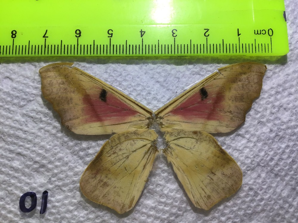 LPSA2 10 A+/ A Adeloneivaia ? Saturniidae Moths