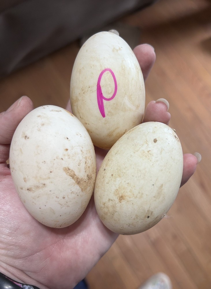 Duck 6+ Hatching Egg Pekin