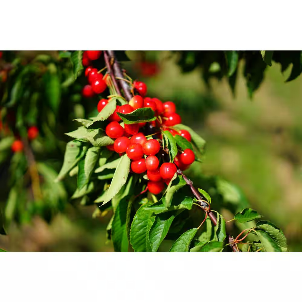 3 Ft. - 4 Ft. Tall Bare-Root Montmorency Pie Cherry Tree