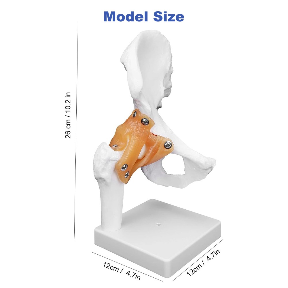 Hip Joint Model With Ligament Human Skeleton Bone Model Teaching Model Training