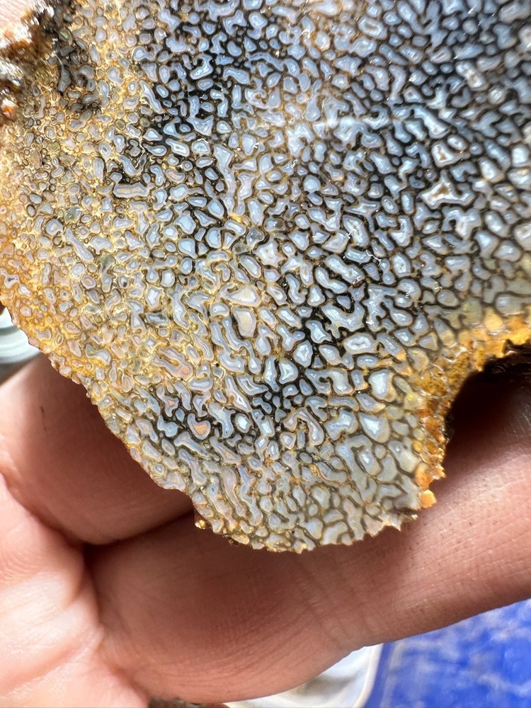 Dinosaur bone rough **hxtled slab.