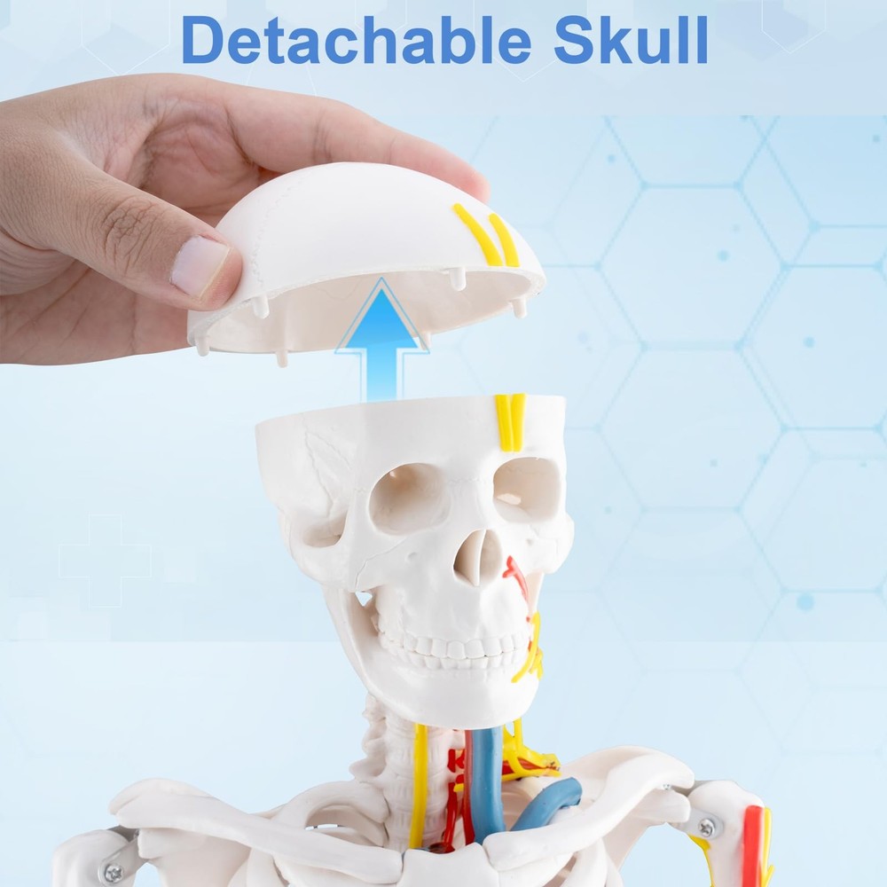 33.4-Inch Human Skeleton Model, a Mini Skeleton Anatomy Model with Removable ...