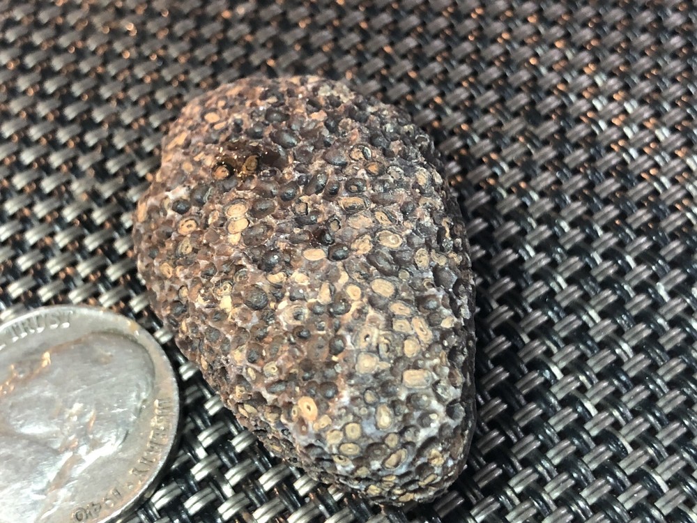 fossil fish eggs?