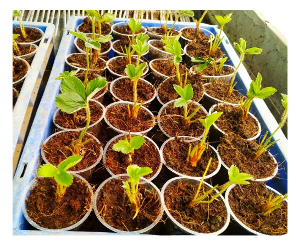 COCO COIR COCO PEAT 100% Organic Natural Hydroponic Growing Media Compost Soil