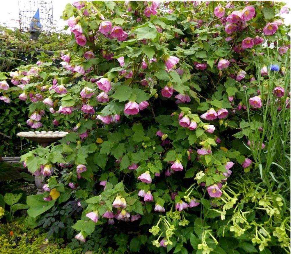 Pink Abutilon Flowering Maple SMALL ROOTED STARTER Plant