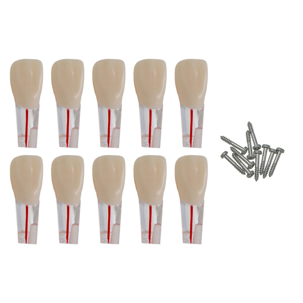 10 Pcs Dental Autoclavable Endo Root Canal Teeth Model Study Practice Typodont