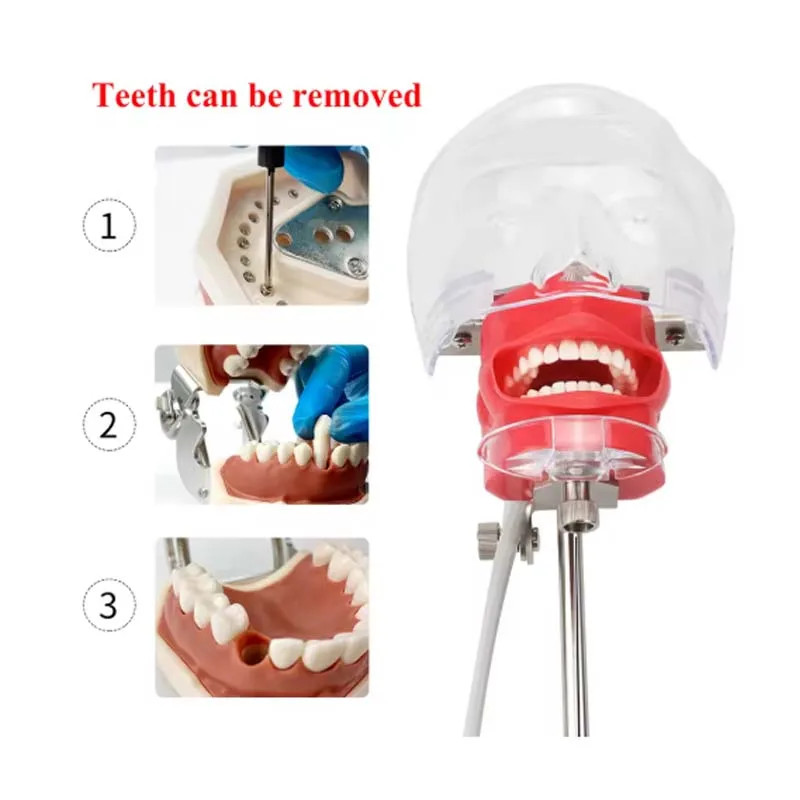 Dental Simulator Manikin Phantom Head Model w/ Bench Mount for Dentist