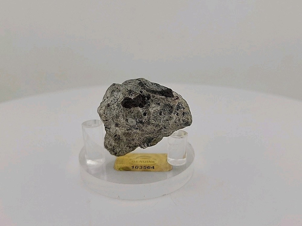 Full Dinosaur Fossil Skull Authentic