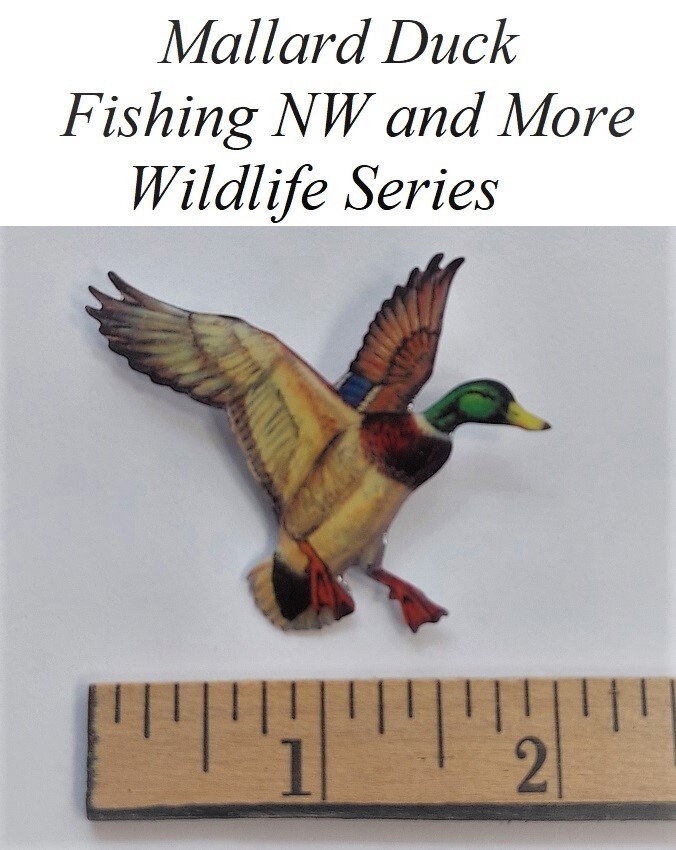 "1" Mallard Duck - Wildlife - Series
