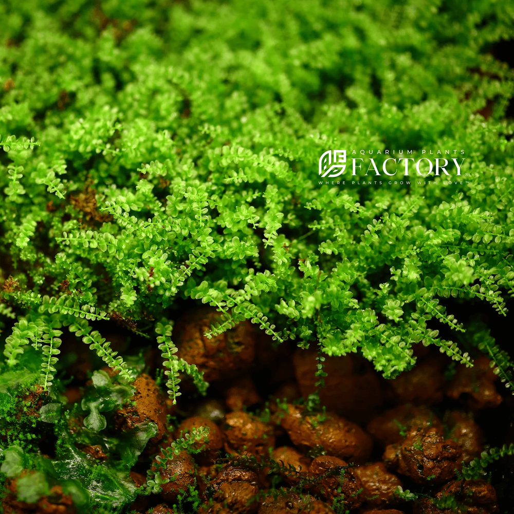 Pearl Moss | Aquarium Plants Factory®