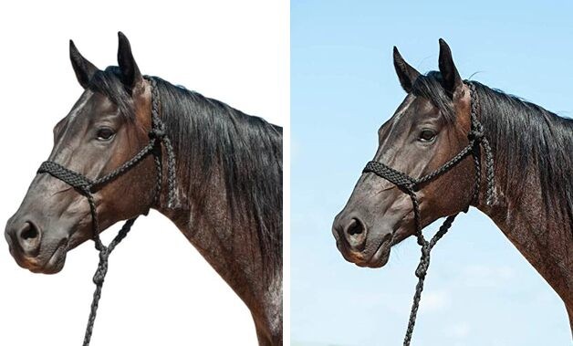 Flat Braid Halter and Leadrope Black