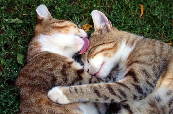 cat immune system boost - CAT OMEGA 3 FATTY ACIDS - joint supplements cats 2Bot