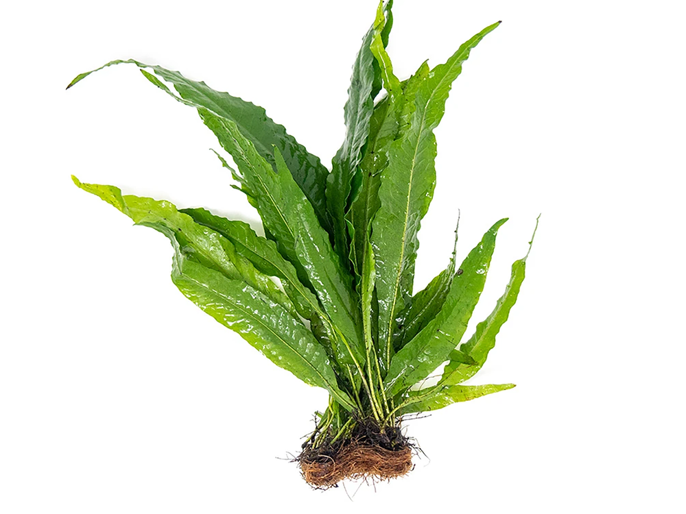 Java Fern Microsorum Pteropus Bare Root