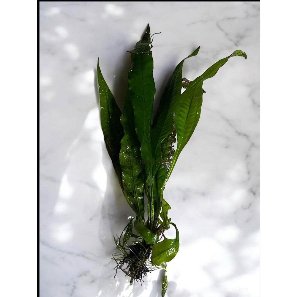 Java Fern Live Aquarium Plant - Beginner Plant