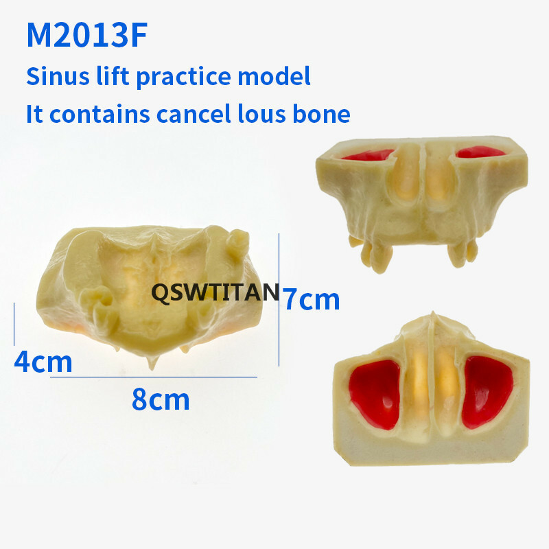 Dental Sinus Lift Practice Teeth / Tooth Model Simulation Typodont Study Model