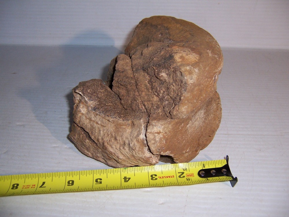 Fossil Bone Dinosaur Vertebrae 7" x 5" x 4 1/4"