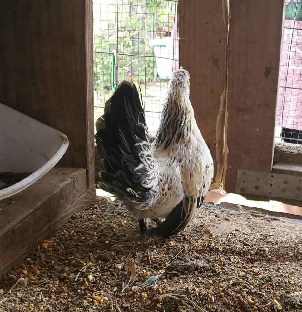 12 Clean Serama Hatching Eggs, Micro, A & B Types / Malay/Trad