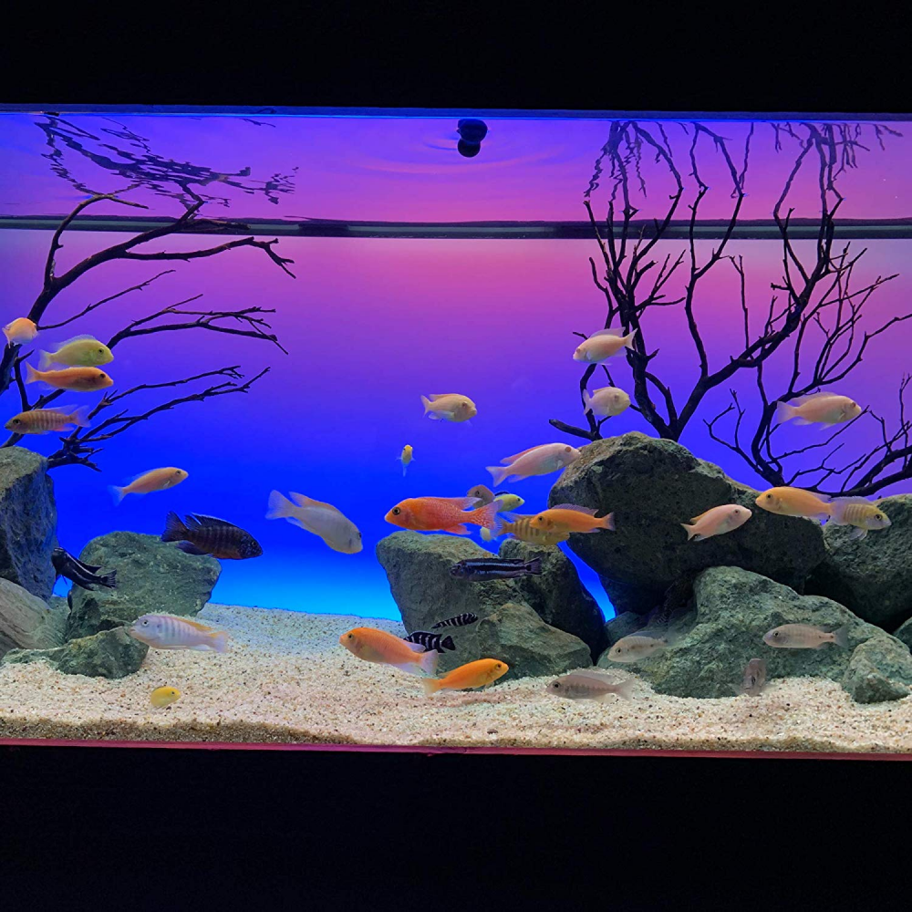 Current USA Serene Aquarium Visual and Audio Aquatic Experience Kit