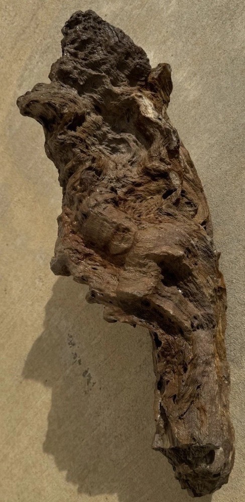 PETRIFIED LOG Large Piece.