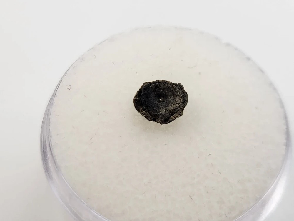 Amia (Bowfin) Vertebra Microfossil - Judith River Fm. - Hill Co., MT
