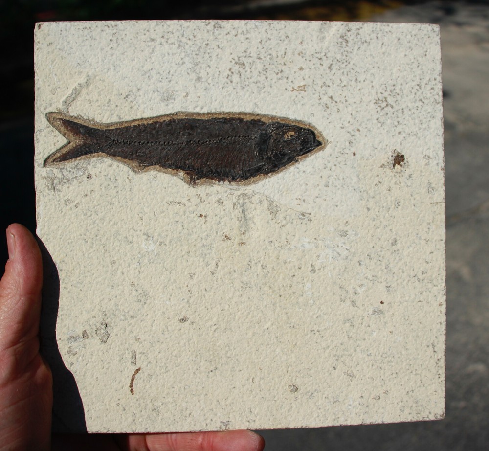 Fossil Fish •  Knightia eocena • 5.5"