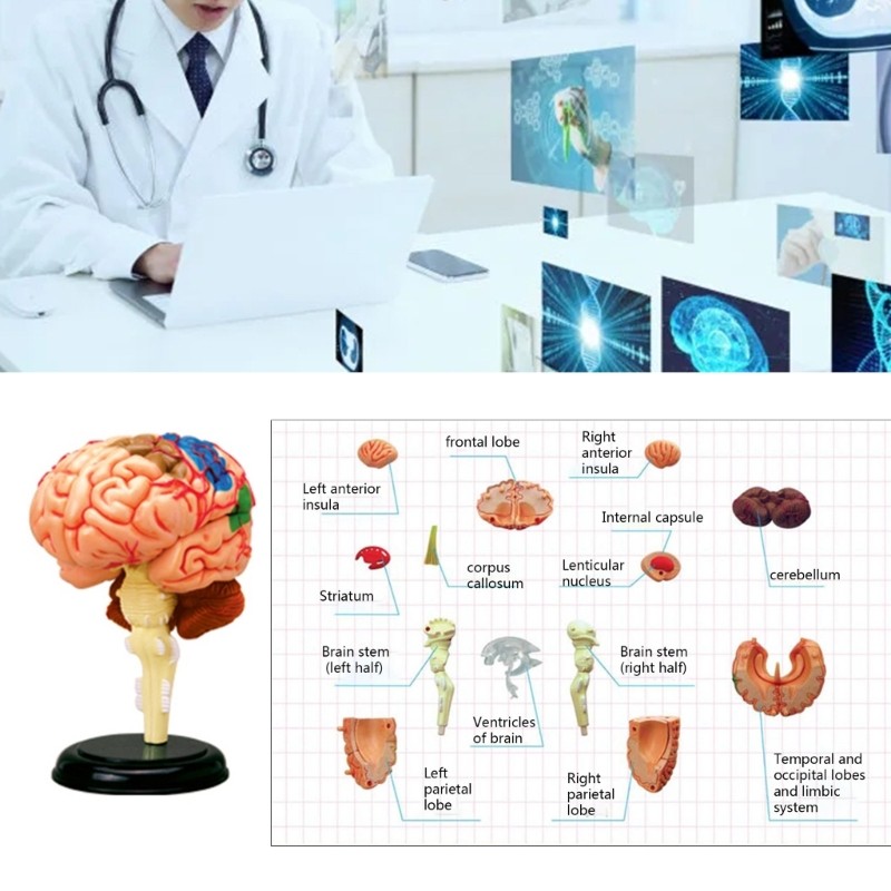 Brain Display Teaching Medical Model Organs Model for Science Classroom Study