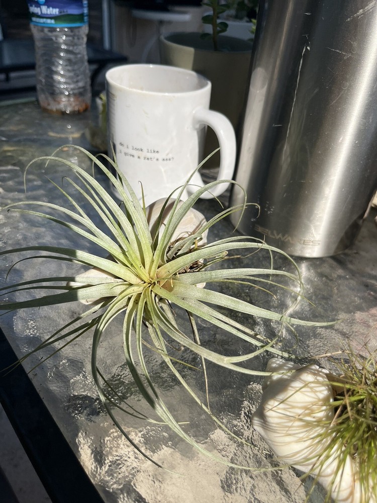 Conch Air Plant & Planter
