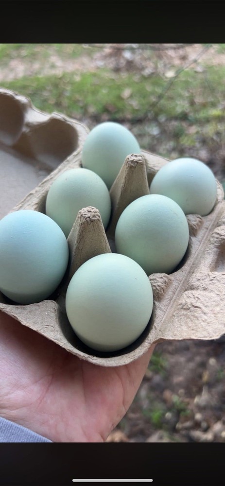 Splash Ameraucana Hatching Eggs