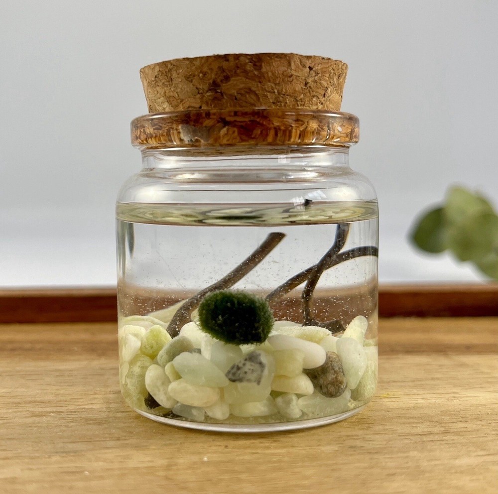 Marimo Moss Ball Terrarium