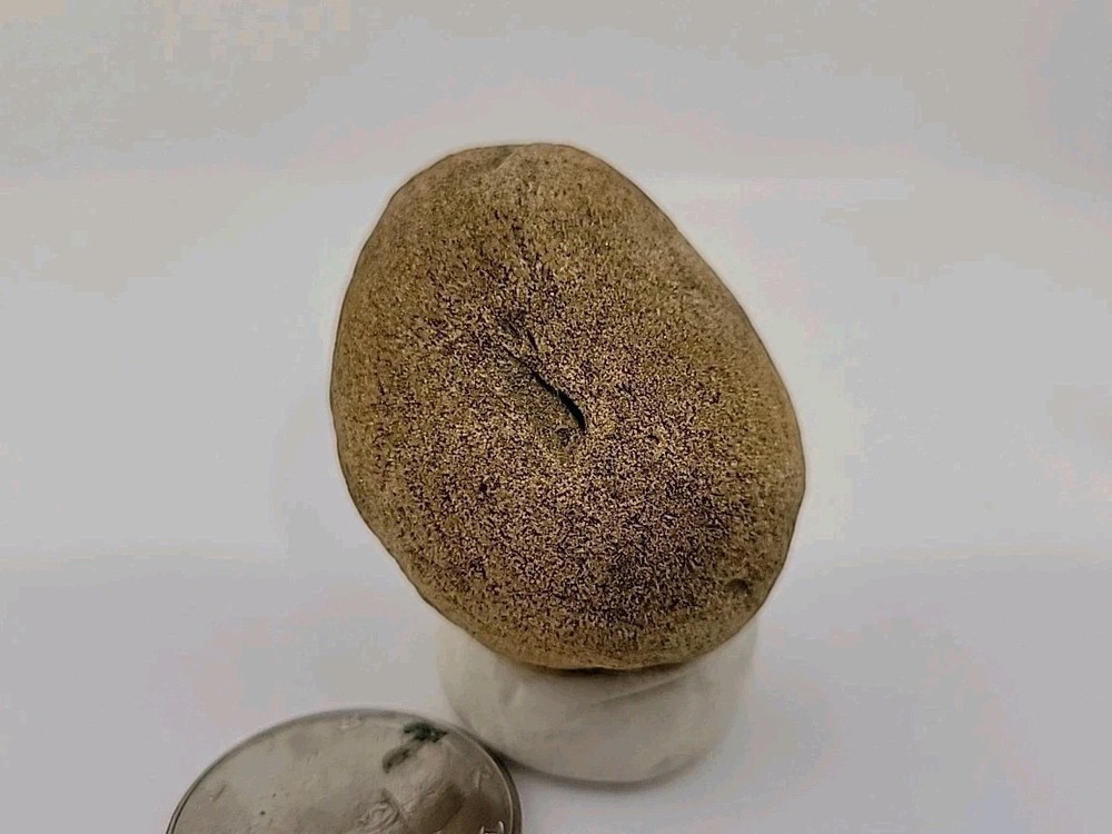 Real Permineralized Reptile Egg Fossil