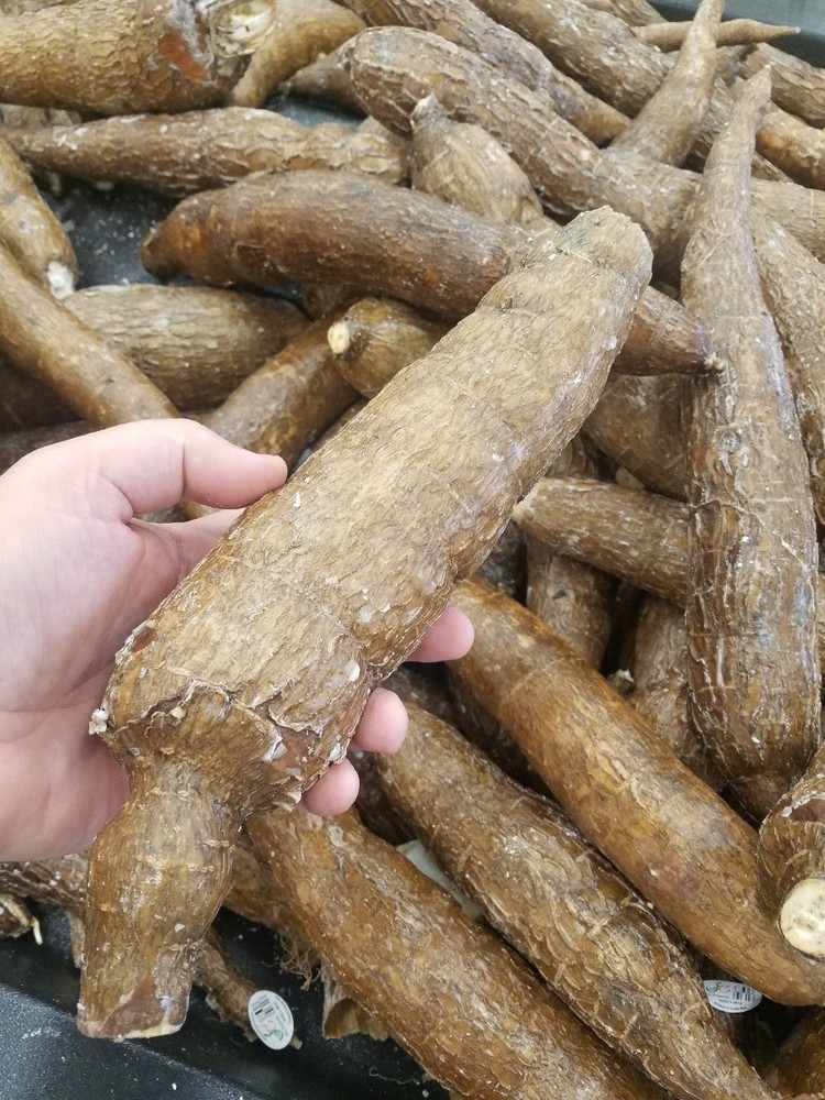Yuca Root (16 LBS) The Actual Vegetable