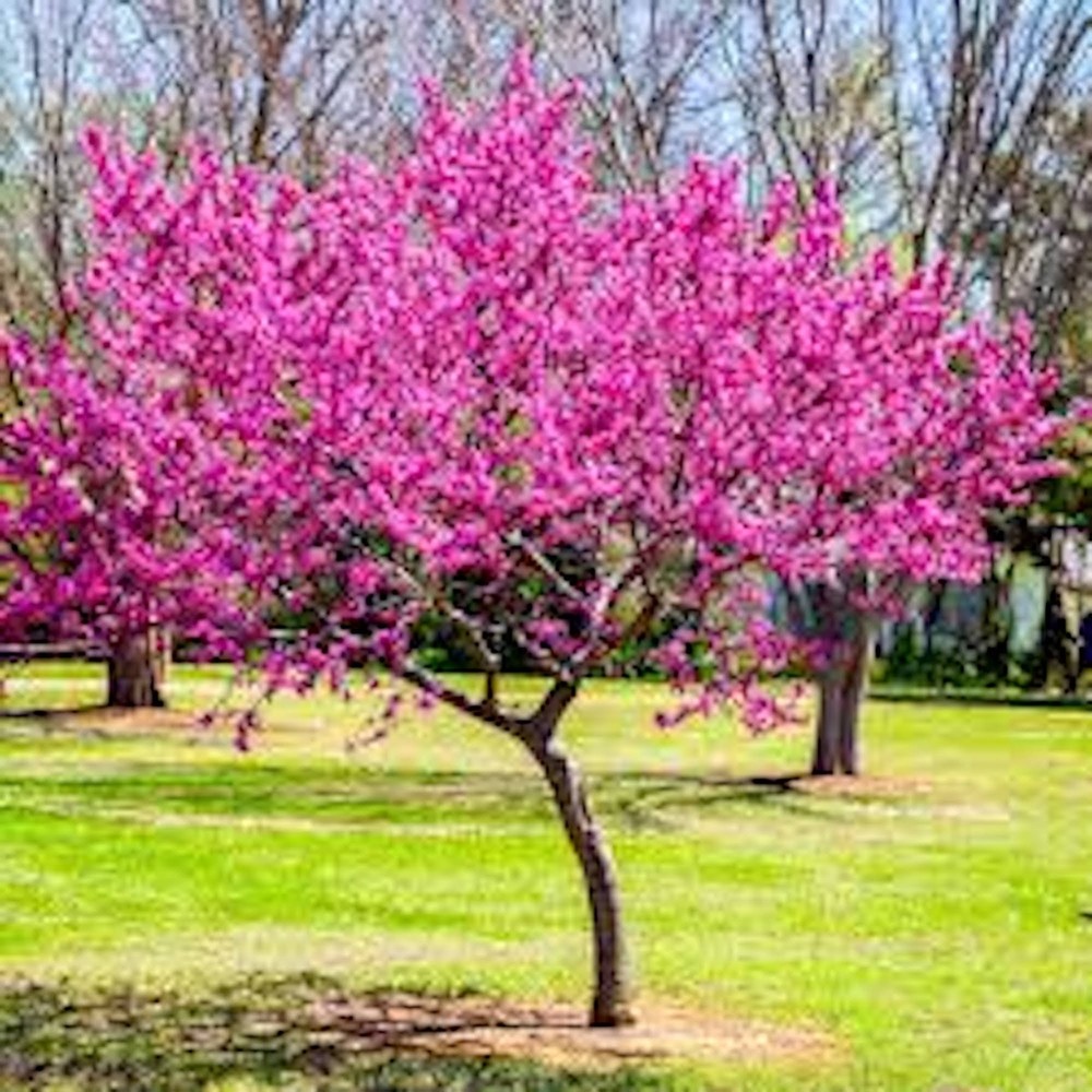 5 Eastern Redbud Tree 12-24" Tall Cercis canadensis Bare Root