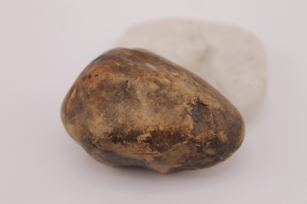 Real Permineralized Reptile Egg Fossil