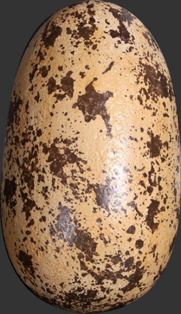 Dinosaur Theropod Egg 12"