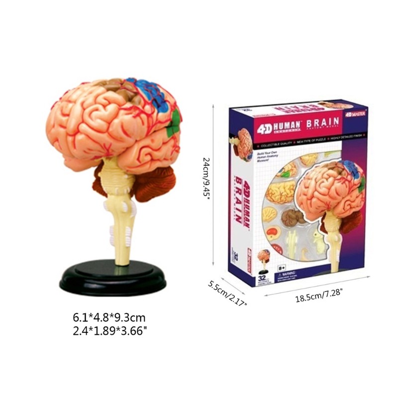 Brain Display Teaching Medical Model Organs Model for Science Classroom Study
