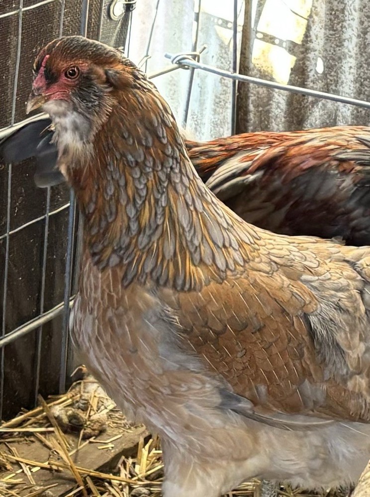 Whiting True Blue hatching eggs (12 Eggs)