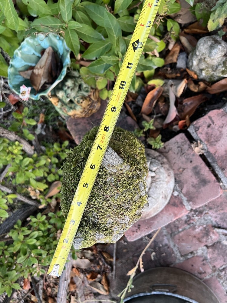 Vintage Solid Cement 17” Owl With Real Moss Growing On It