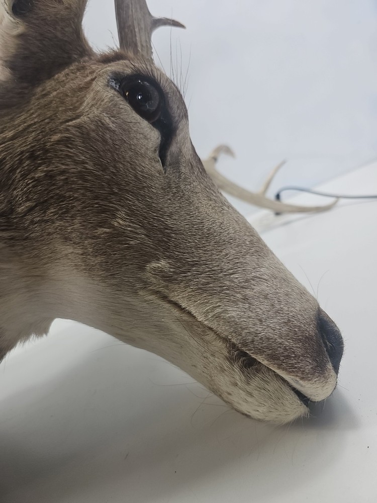 Authentic White-Tailed Deer Head Wall Mount Taxidermy