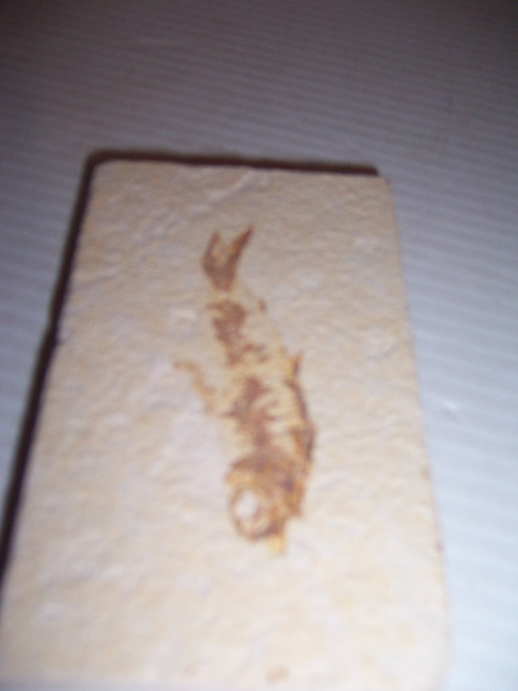 Fossil Fish