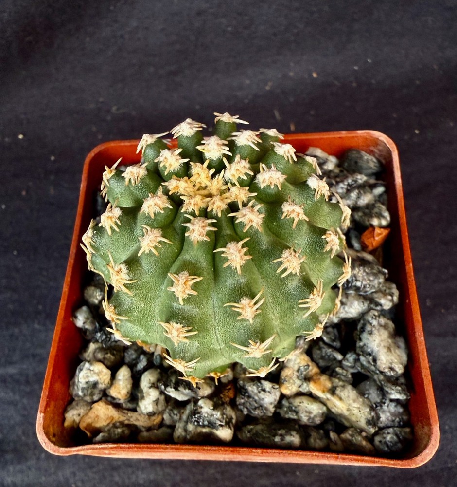 Pygmaeocereus bieblii, cactus plant