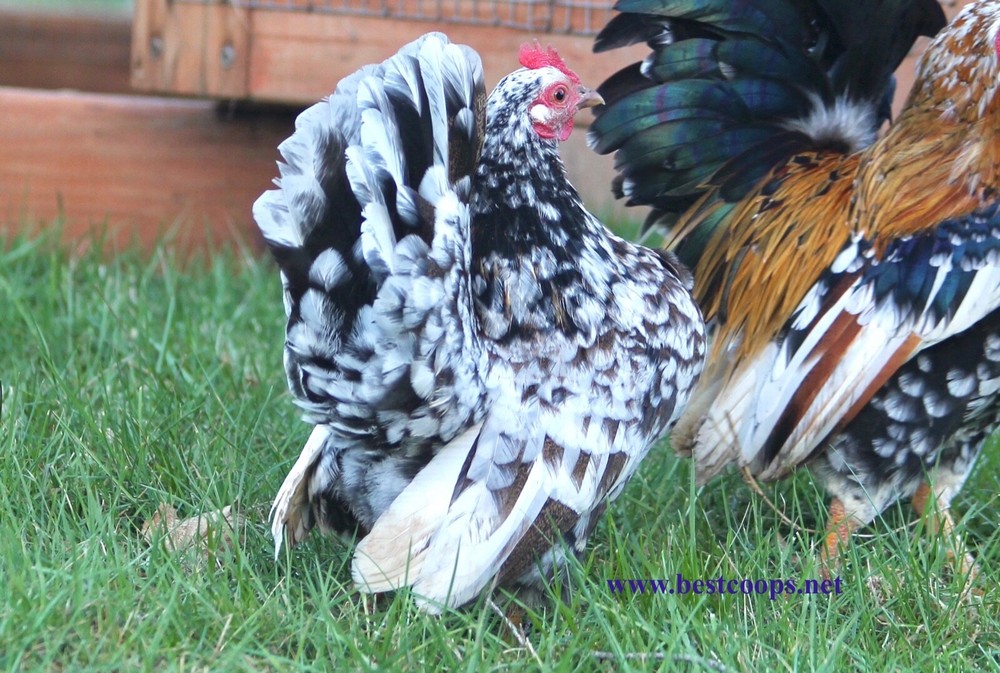 12+ Fertile Show Quality Serama Hatching Eggs