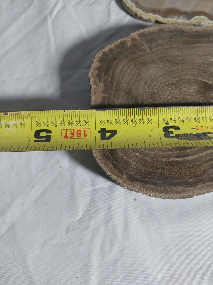 Petrified Wood Round,geode Slice, Polished,