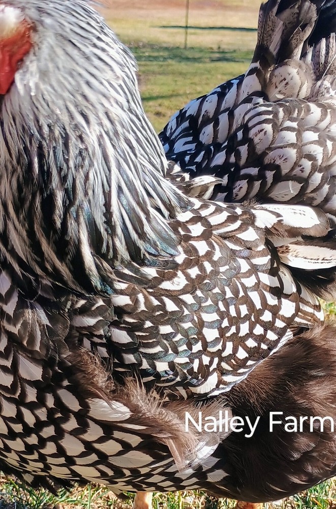 Silver Laced Wyandotte (12) 🐣 fertilized hatching eggs.Please read description.