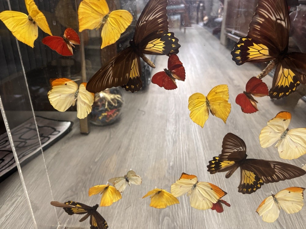 M.Hill Butterfly Collection Taxidermy
