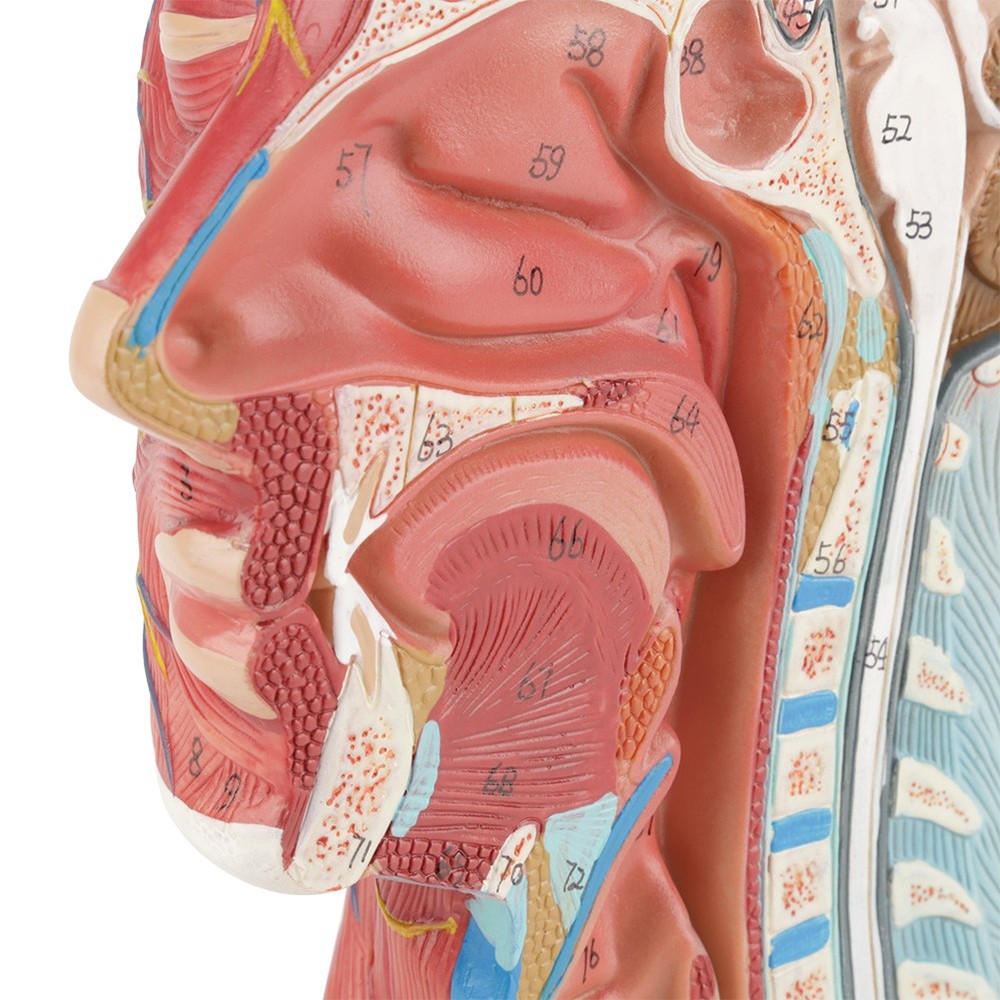 Anatomical Life Size Head Brain Neck Section Study Model New