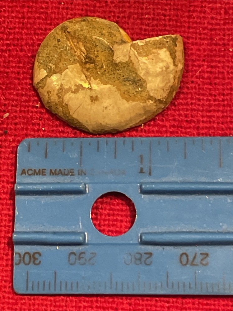 prehistoric Sea animals, Fossilized