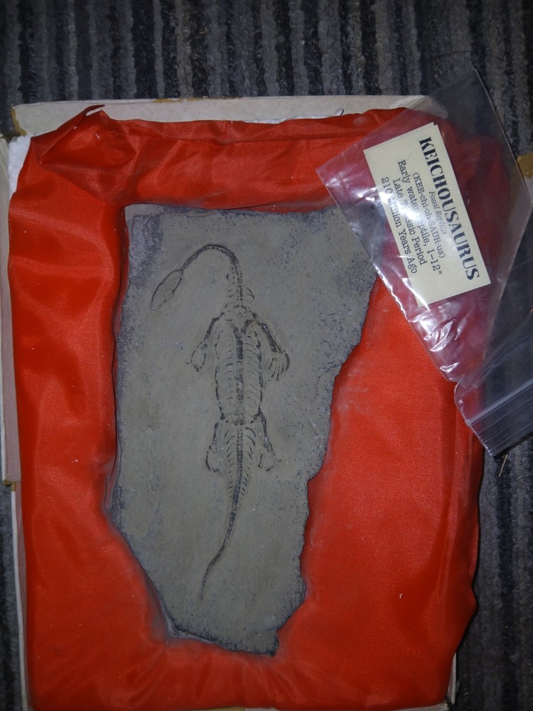 Keichousaurus Fossil Replica
